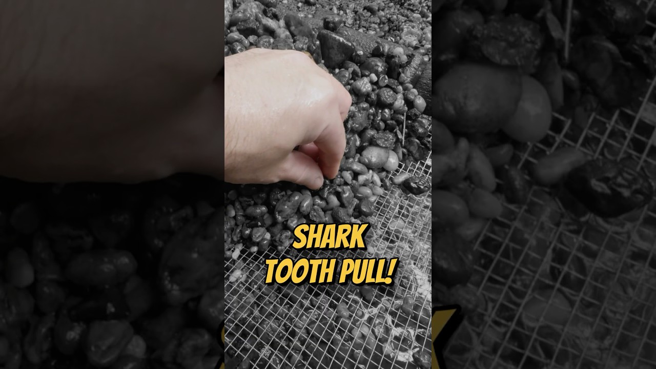 Big Shark Teeth in NJ Creek! #fossilhunting