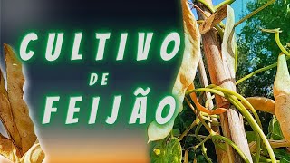 Como cultivar feijão, tudo o que precisa de saber