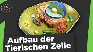 Tierische Zelle - Aufbau und Funktionen - Tierische Zelle Aufbau und Funktionen einfach erklärt!