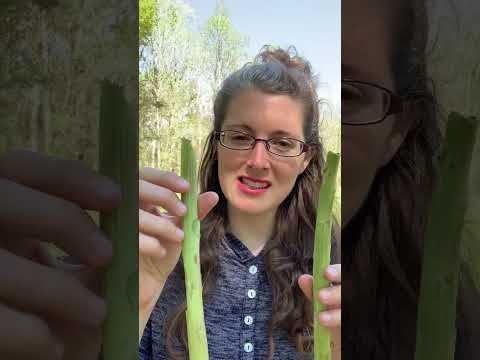 Foraging for Bull Thistle