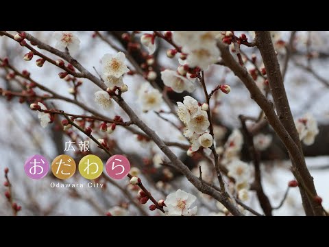 ID：M0cBPyK6dHsの動画をポップアップ表示