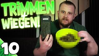 HARVEST after MOLD INFESTATION - HOW MUCH? | Vivosun & Secret Jardin | luckyandstoned