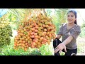 The first time to harvest date fruit in my village / Date fruit recipe / Cooking with Sreypov