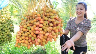 The first time to harvest date fruit in my village / Date fruit recipe / Cooking with Sreypov