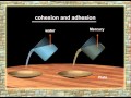 Properties of liquids cohesion and adhesion science project 2020