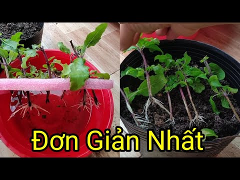 Video: Nhân giống Holly - Cách trồng Holly từ cành giâm