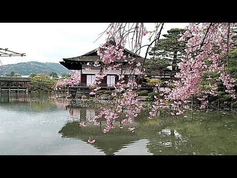 京都平安神宮賞櫻