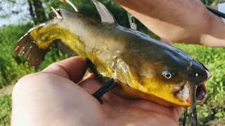 Flathead Catfishing with JUMBO LIVE Bullheads!!! (Big Fish)