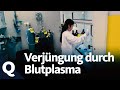Können Proteine im Blutplasma das Altern rückgängig machen? | Quarks