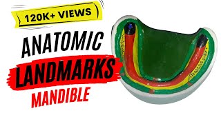 Anatomic landmarks in the mandible