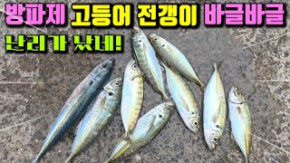 맛있고 귀한 전갱이 고등어가 더블히트에 물고 빠지고 난리가 났네요!역시 여기는 최고의 방파제 포인트!!차박.텐트.마트.24시 화장실개방[부남대여tv]