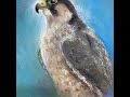وكري ياحراره