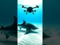 Drone Steals Shark from Ocean! #AIArt #Viral #Shorts #Shark #Drone #Ocean #CGI