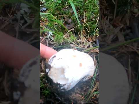 Если бы не снял это на камеру, никто бы не поверил.  #mushroom #лес #грибы