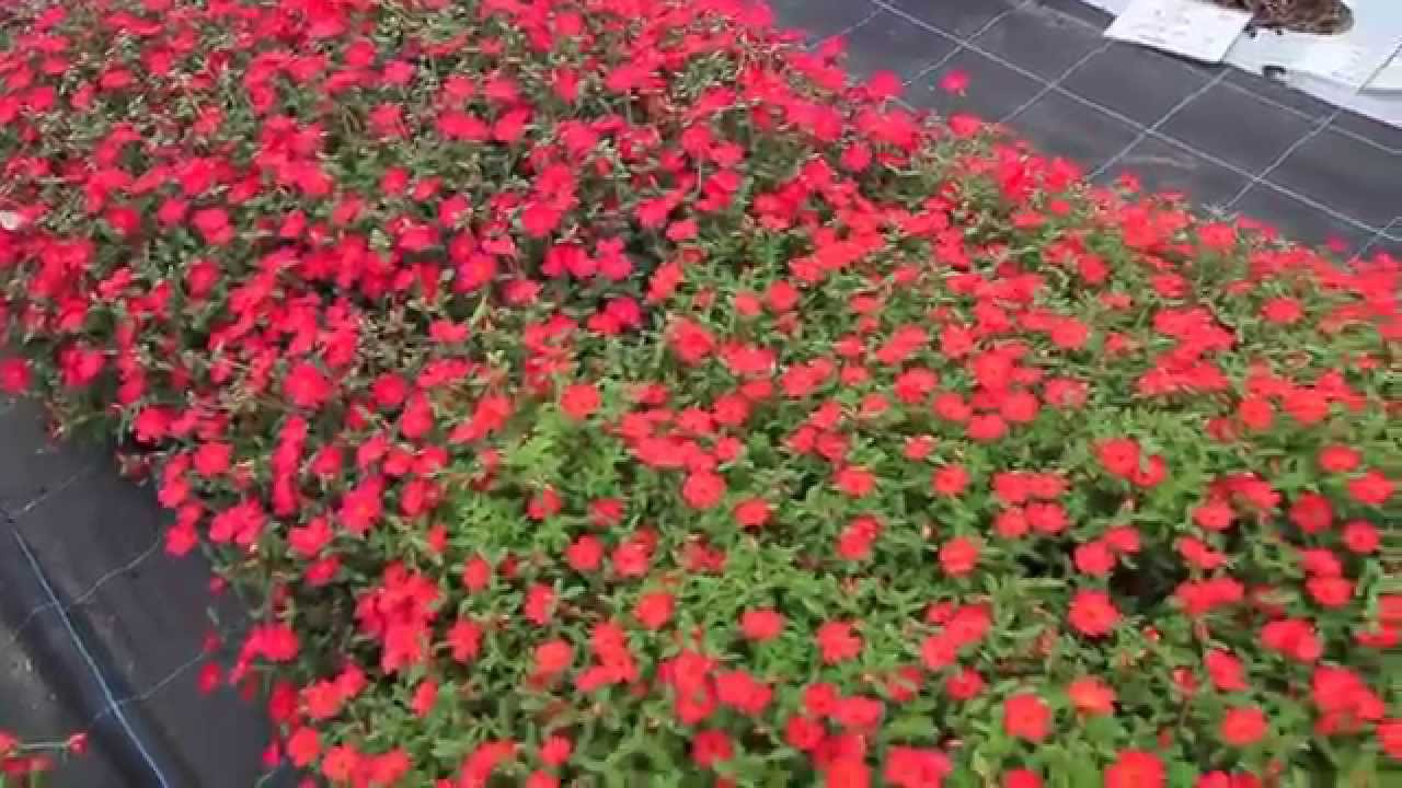 ポーチュラカ ハッピーサマー マゼンダ3号ポット 草花の苗 園芸ネット 本店 通販 Engei Net