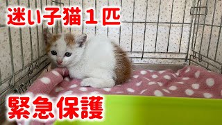 迷い子猫が鳴いていたので緊急保護しました