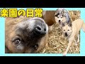 【楽園の日常1コマ】梅干しがちょっと格好良かった日