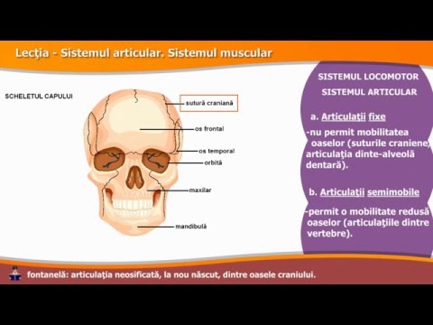 articulatia semimobila a oaselor provoacă inflamații în articulația șoldului