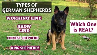 TYPES OF GERMAN SHEPHERDS | Working Line German Shepherd in India | #germanshepherd #gsdpuppy