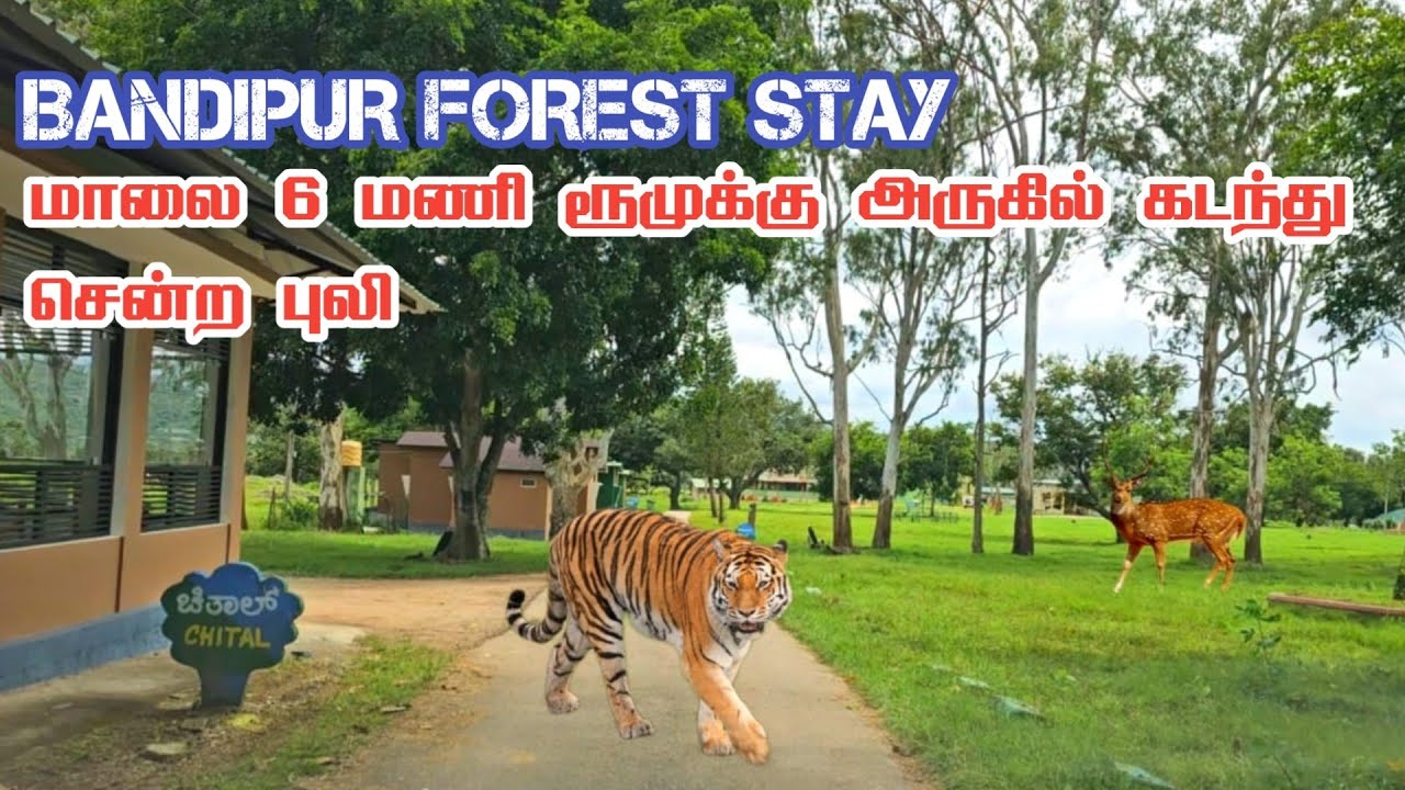 🐅🐅 Shocking Tiger Crossing near Bandipur Rest House 🔥🔥| Jolly Trip