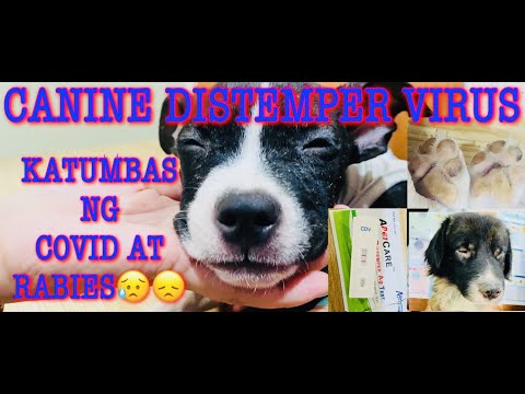 Video: Canine Distemper Virus кыймылда - жана секирүүчү кеме да