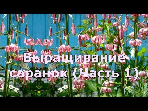 Выращивание саранок (Часть 1)