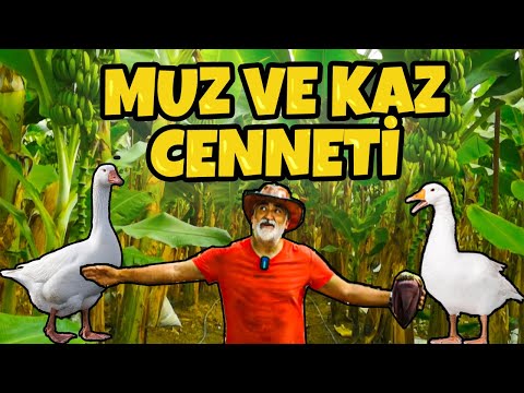 Video: Muz Cenneti