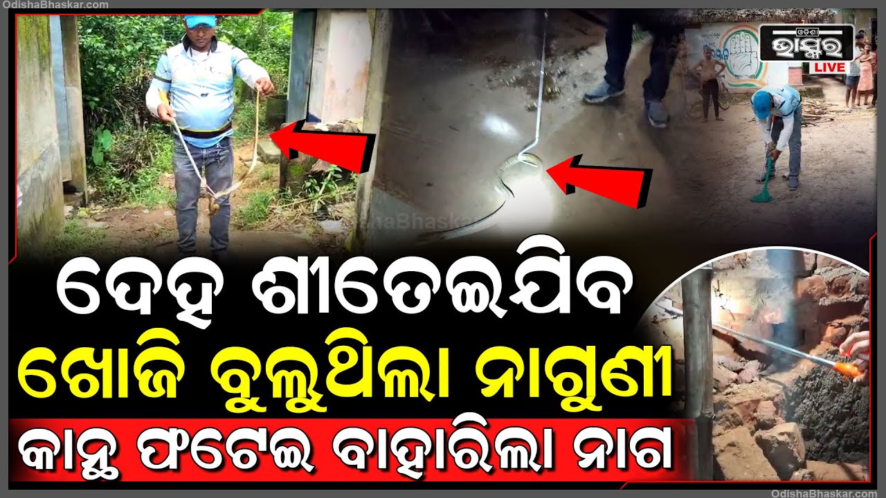 ଦେହ ଶୀତେଇଯିବ, ଚାରିଆଡେ ନାଗକୁ ଖୋଜି ବୁଲୁଥିଲା ନାଗୁଣୀ, କିନ୍ତୁ ପାଉନଥିଲା , ହଠାତ କାନ୍ଥ ଫଟେଇ ବାହାରିଲା ନାଗ