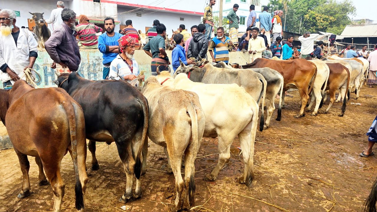 ৮/৩/২৬/দালাল হইতে সাবধানে থাকবেন ভাই বলদ গরু কেমনে কিনবেন বর্ডার এলাকার হার্ট থেকে।