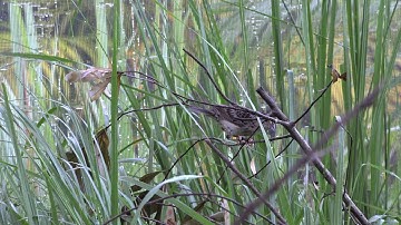 Florida Grasshopper Sparrow-On the Brink