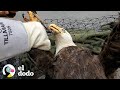 Rescatistas se apresuran a sacar el anzuelo del pico de esta águila calva | El Dodo