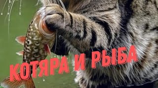 Кот испугался рыбу