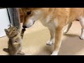 子猫と柴犬がお家でご対面！大きな柴犬を見ても全く動じない元気な子猫 The kitten's name is Rita