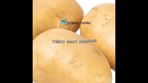 ChineseYunnan Potato Cooperation 88 export all year around