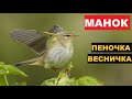 🔊ГОЛОС (МАНОК) ПЕНОЧКА ВЕСНИЧКА