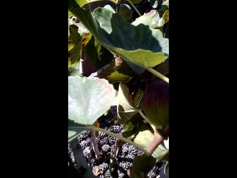 How to protect your fig trees from birds, revolutionary ...