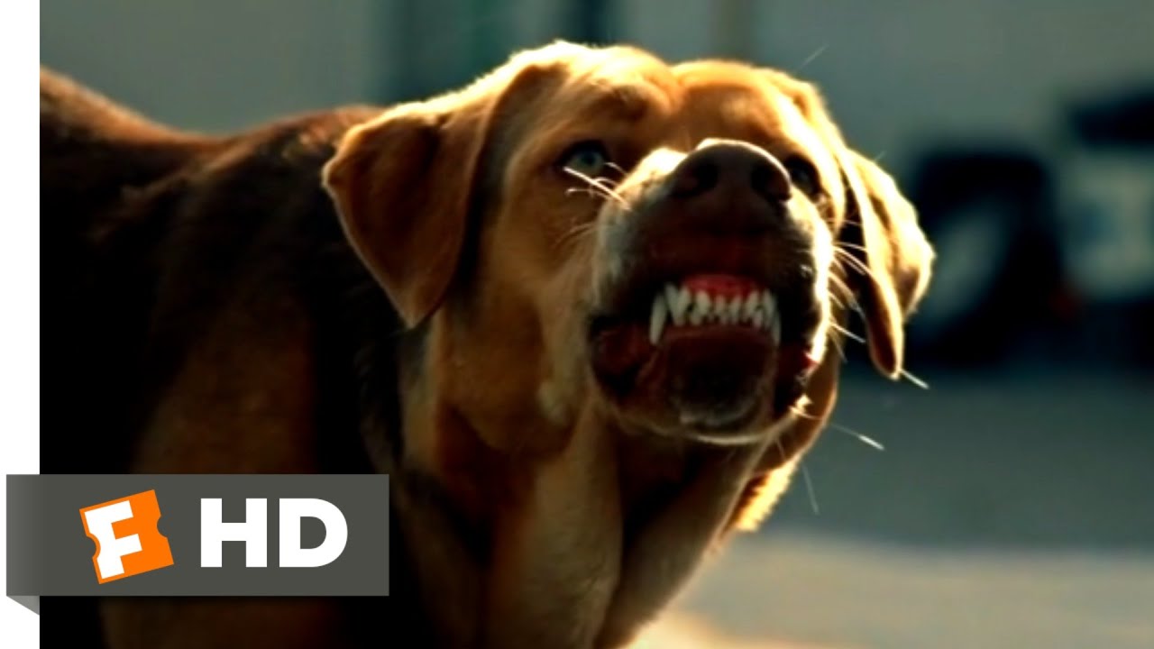 White God (2015) - Escaping Animal Control Scene (2/6) | Movieclips ...