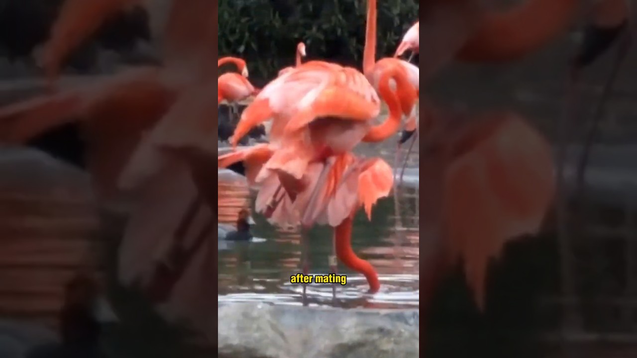 Flamingo Mating: The Fascinating Courtship Rituals of These Elegant Birds