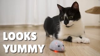 Cats chasing the remote control mouse | Uni and Nami | Catz Club