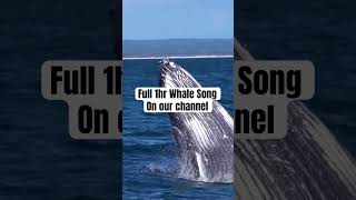 Relaxing Calm Whale Songs #1hour #calmwhale #ocean #nature #naturesounds
