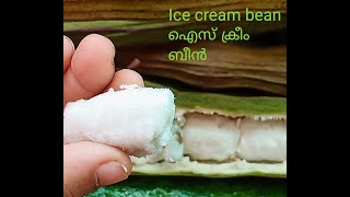 Ice cream bean and candle fruit grown in kerala / Veliyath gardens / Sreekumar menon.