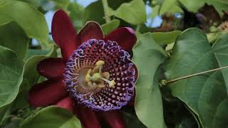 PRIMAVERA PAMPIANA (Miro Saldanha)