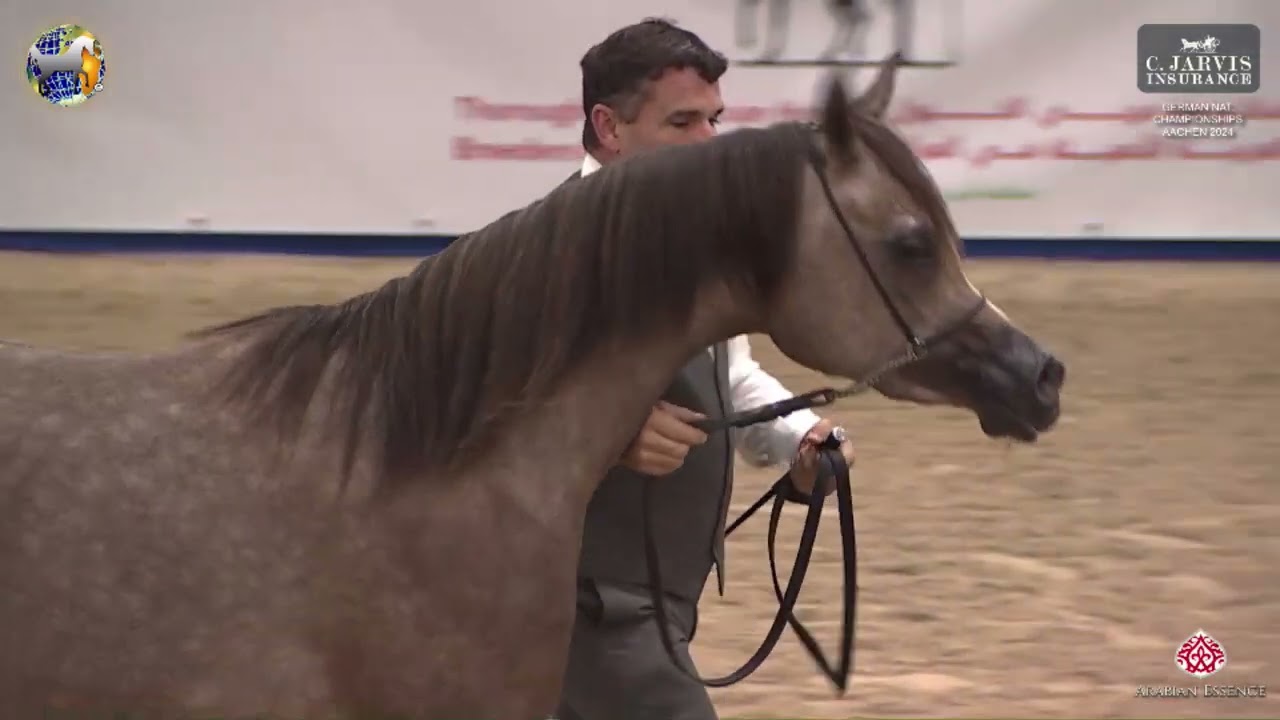 N 3 AURELIA JMA   German National Championships   Aachen 2024   Fillies 1 2 Years Old Class 1 3