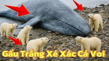 Reivew Động Vật Hoang Dã | Bí Ẩn Gấu Trắng Bắc Cực Ăn Xác Cá Voi