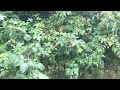 John’s Dementia Vlog - Late summer in Point Pleasant Park in - August 2022