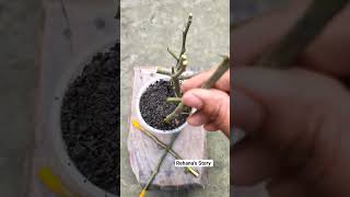 I planted the cuttings of the lemon tree branch.#plants #viral #gardening #youtubeshorts