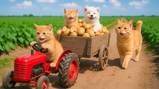 Download Lagu Mama Cat Trims Fur on the Farm and Makes Tiger Hat For Kittens At Home🐾🎩🐯 MP3 Download Lagu Mama Cat Trims Fur on the Farm and Makes Tiger Hat For Kittens At Home🐾🎩🐯 MP3