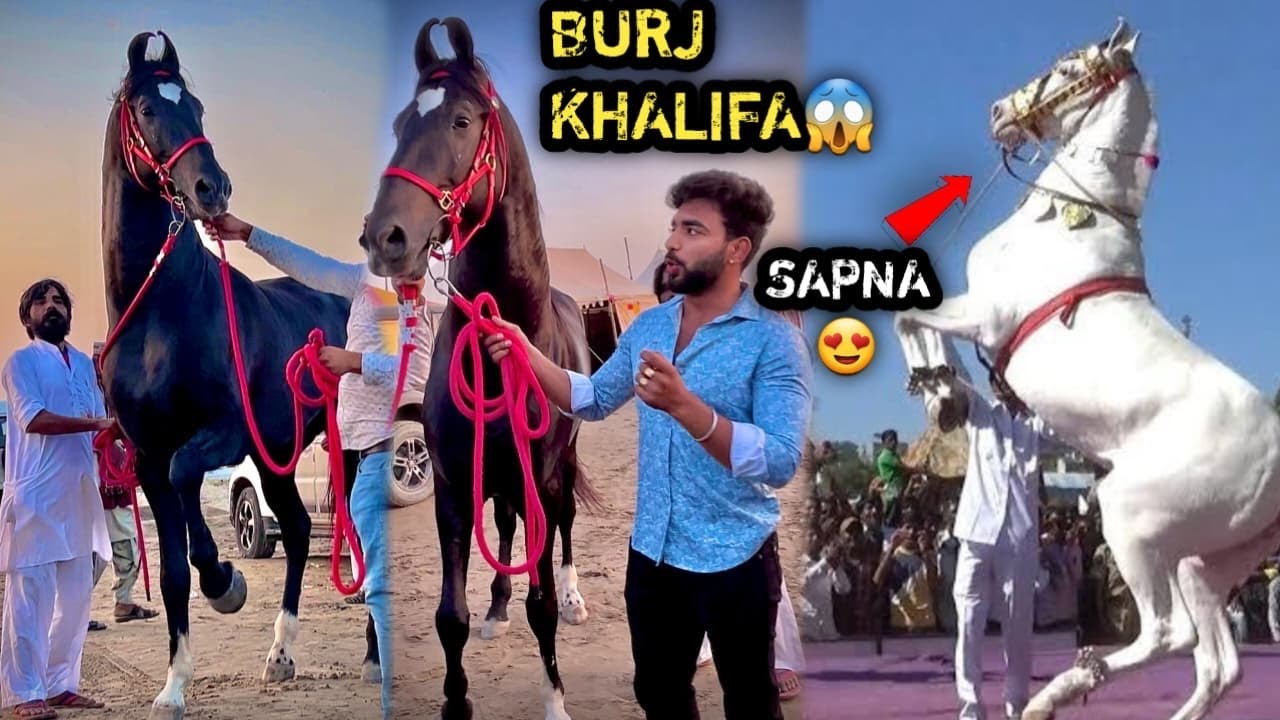 BIGGEST BLACK HORSE IN 🇮🇳 INDIA😱& BEST DANCER IN INDIA SAPNA😘Y€ HA! RAJSTHAN MA! AAY€ SAB$E BE$t 🎠