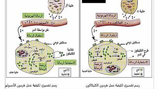 التواصل الهرموني (تحلون الدم) الجزء 5