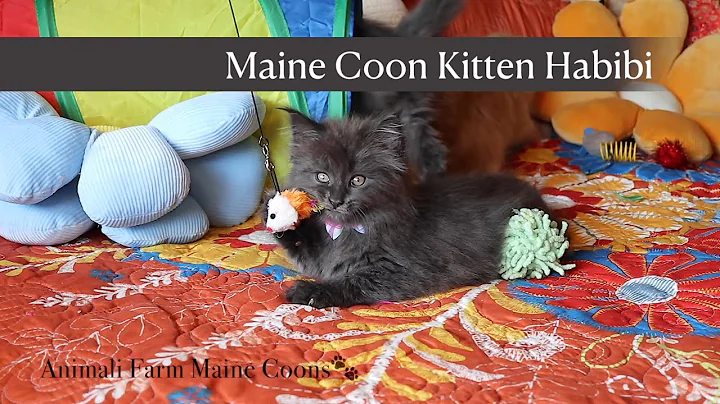 Watch the video about Our Endearing Maine Coon Kitten Habibi Playing With Mates!